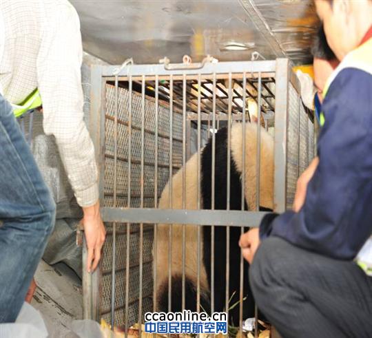 郑州熊猫文雨乘南航 头等舱 返回四川老家