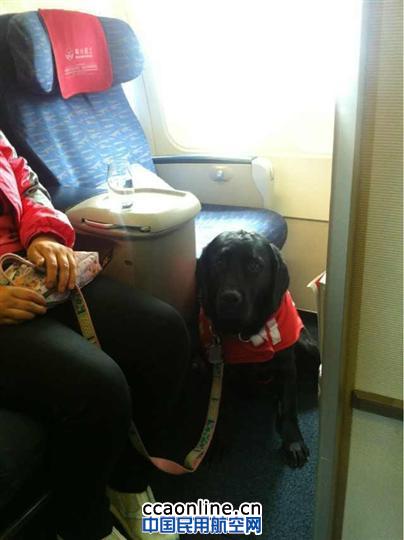盲人旅客携导盲犬乘机 川航精心保障获赞