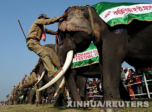 精心打扮盛装出席 印度为大象举办庆祝活动(组