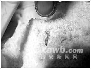 雀巢奶粉发现黑色活虫 爬出1厘米正在蠕动虫子