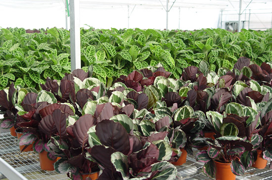 竹芋_中国经济网――国家经济门户