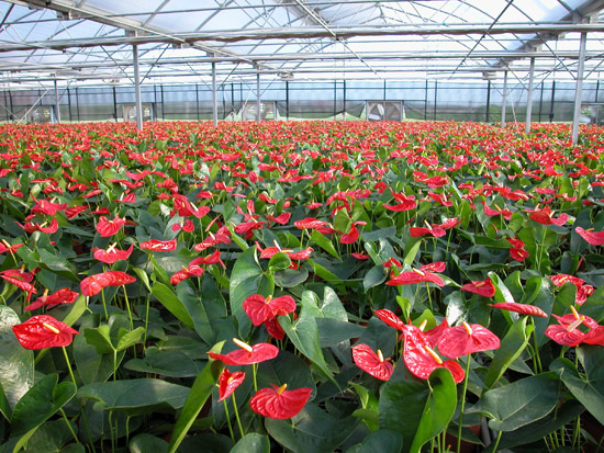 红掌_中国经济网――国家经济门户