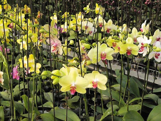 ͼ�ģ�������