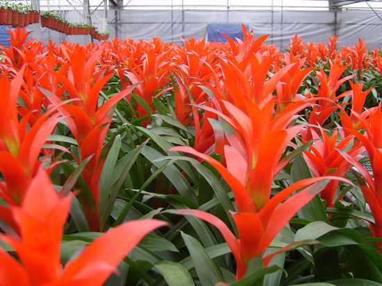 ͼ�ģ�����