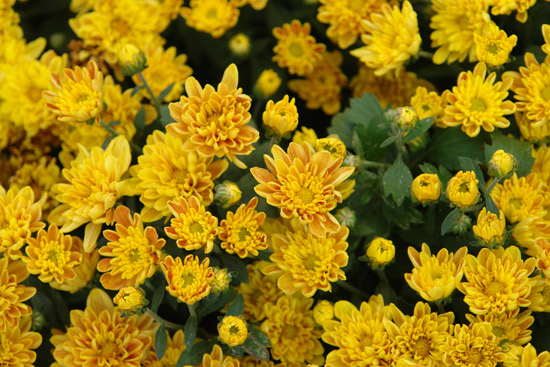 ͼ�ģ������ľ�