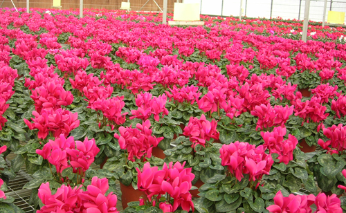 第七届花博会北京展区