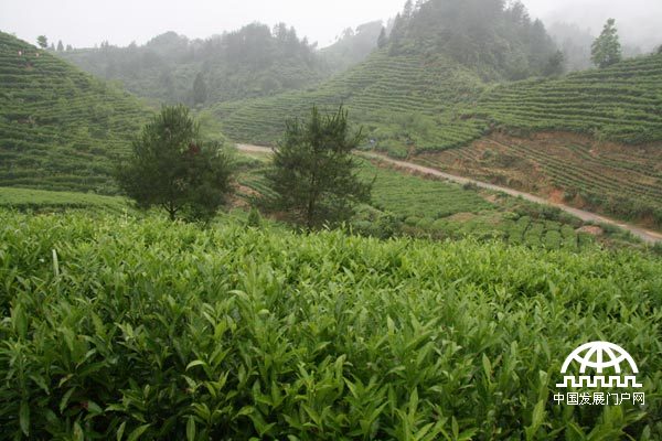 【中国网】南方有嘉木--记古丈保靖茶业脱贫_