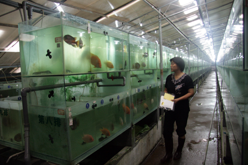 孕育美丽鱼世界 探访嘉兴观赏鱼繁育企业(图)_