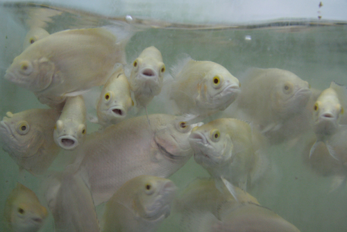 孕育美丽鱼世界 探访嘉兴观赏鱼繁育企业(图)_