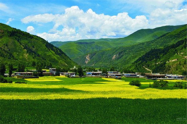 道孚:香格里拉核心区绚丽的格桑花