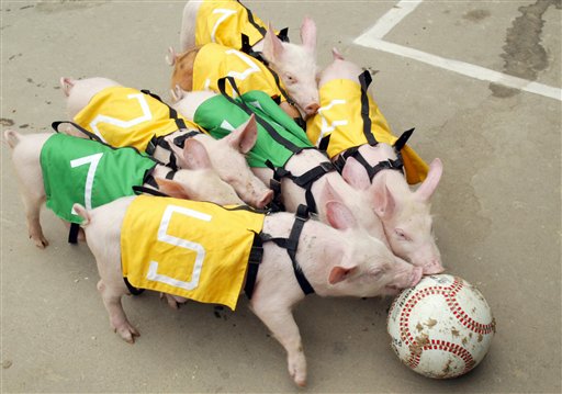 全球首场小猪足球赛紧张备战 靠气味识别 自己