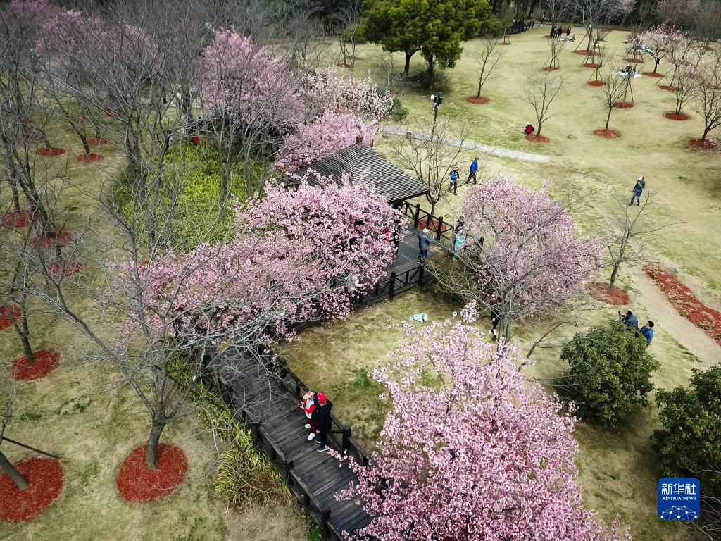 上海樱花的颜值巅峰期要到了！最全赏樱攻略戳这里 - 知乎