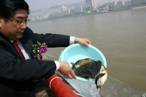 黄河甘肃段投放100多万尾鱼种(图)