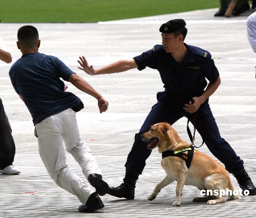 图:香港海关缉毒犬稽查示范表演