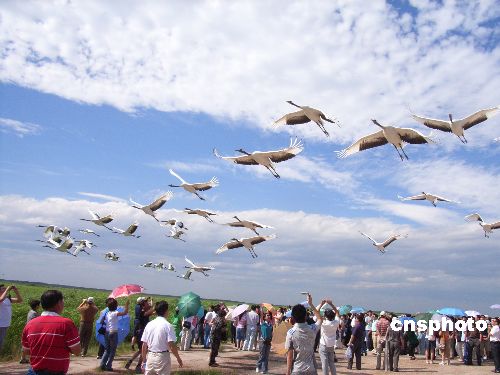 齐齐哈尔扎龙保护区丹顶鹤齐飞吸引游客(图)_