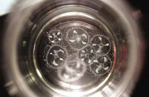 水中国宝桃花水母惊现杭州消防水池