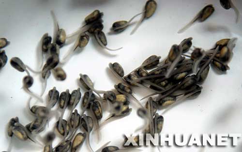 人工繁殖的首批10万尾中华鲟宝宝出世(图)