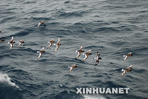 雪龙 号前往长城站 南极海燕盘旋船边(组图)