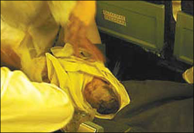 一孕妇在东航客机上分娩 飞机紧急迫降(图)