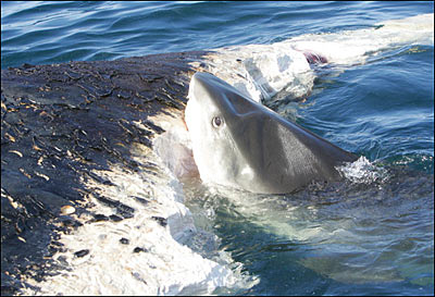 实拍澳洲虎鲨吞食10米长鲸鱼 场面惊险(组图)_中国经济网--国家经济门户