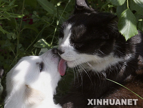 超可爱 动物一家亲(图)