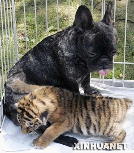 超可爱 动物一家亲(图)