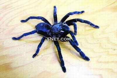 西客惊现巨型蜘蛛 有成人拳头大小(附图)