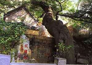 崂山-清宫龙头榆