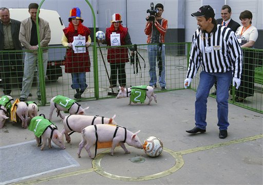 全球首场小猪足球赛紧张备战靠气味识别自己人图