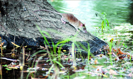 湖南洞庭湖爆发鼠灾 大通湖区已捕杀90多吨老鼠(图)